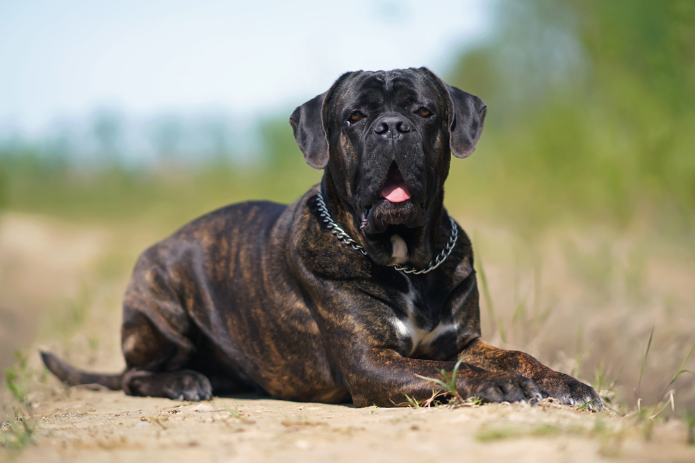 brindle cane corso with uncropped ears sitting outdoors