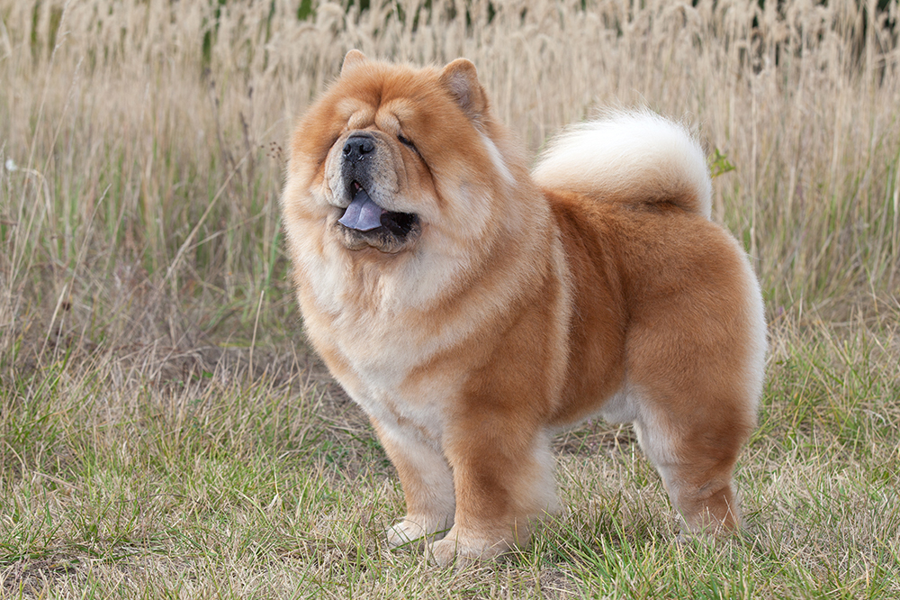 Chow Chow Dog outdoors