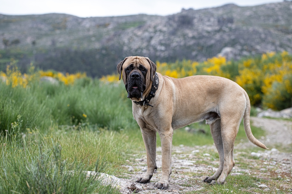 english mastiff on a field