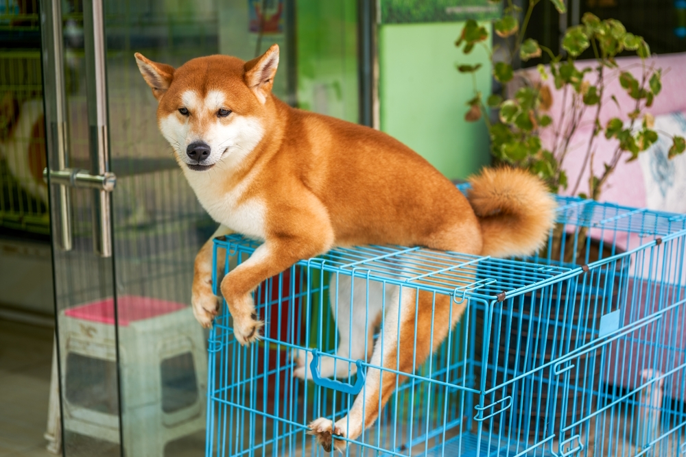 shiba-inu-dog-in-the-cage