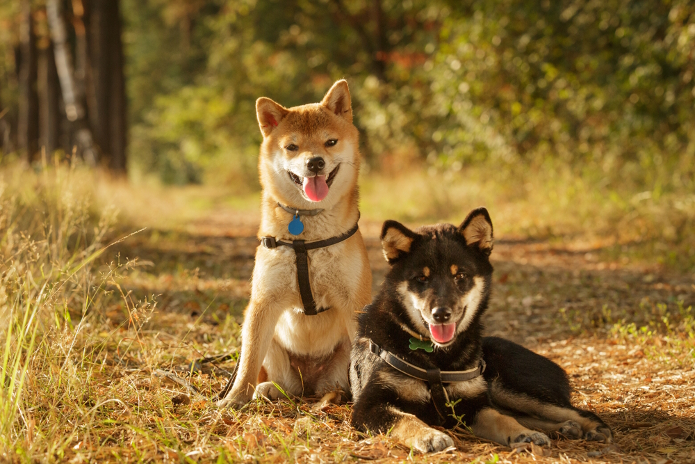 shiba-inu-dogs-sitting-in-the-forest