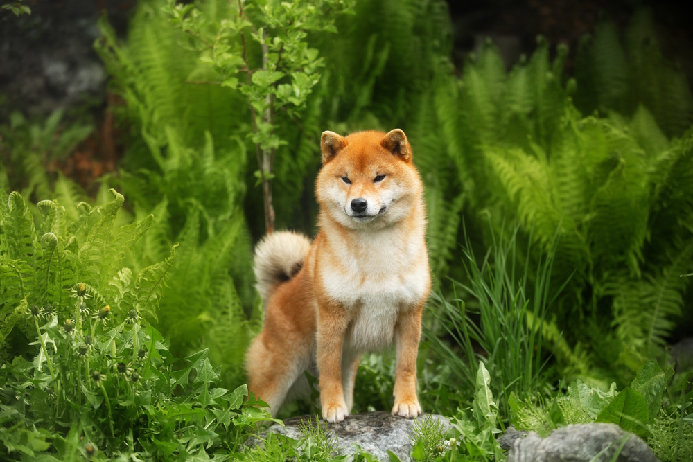 shiba-inu-dog-in-the-forest