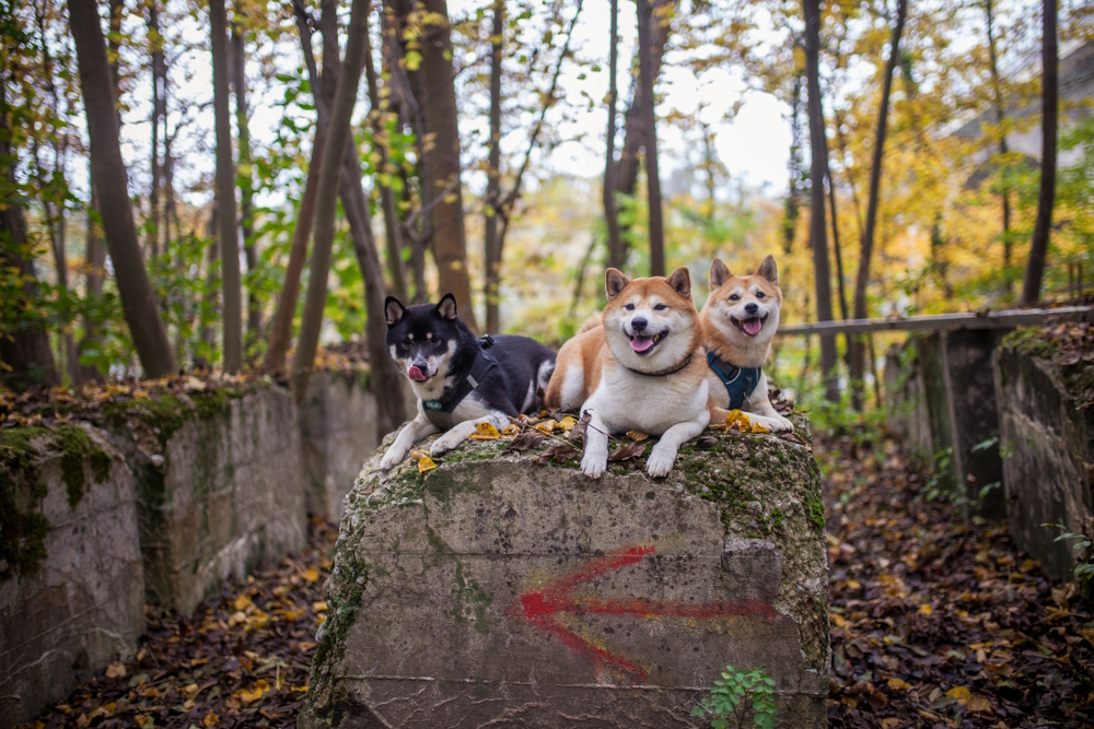 three-shiba-inu-dogs-in-the-forest