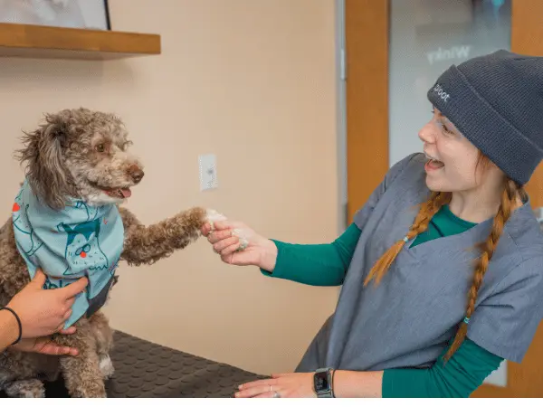 A photo of Fear Free vet techniques used in Sploot Vets, a Fear Free vet clinic in Denver and Chicago