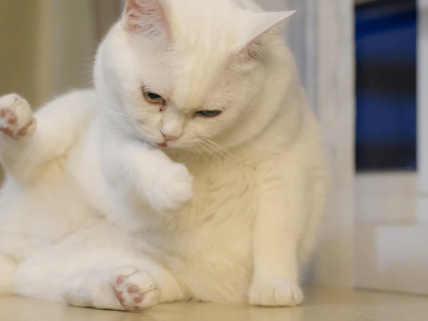 A cat after licking their anal region, which is indicative of anal pruritus, one of the symptoms of tapeworms in cats