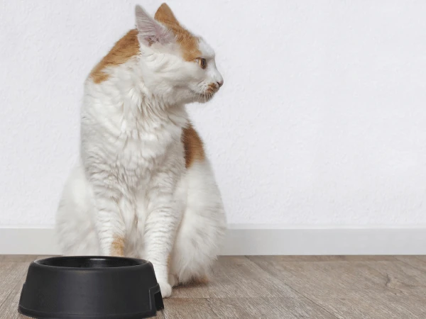 A cat ignoring their food, showing reduced appetite, which is one of the symptoms of heartworm in cats