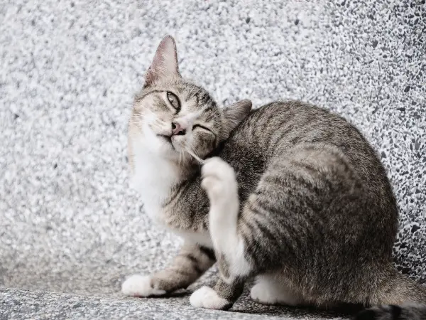 A cat scratching their ears, a sign of ear infection which may need ear cleaning for cats