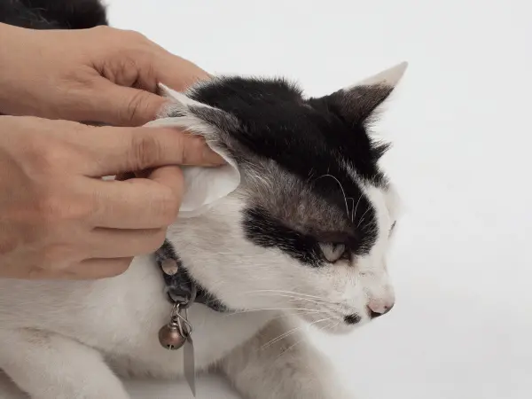 Photo for how to clean a cat’s ear, starting with wiping the external ear flap