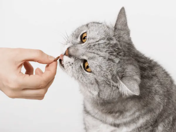 Photo of a pet parent giving treats to a cat, the final step in how to clean a cat’s ears for positive reinforcement