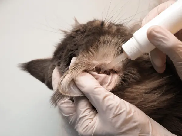 Photo of putting ear cleaner into a cat’s ear, a step in the best way to clean a cat’s ears