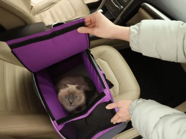 Point of view of a pet parent checking on their cat without letting the cat outside of the carrier, one of the tips on how to travel with a cat by car