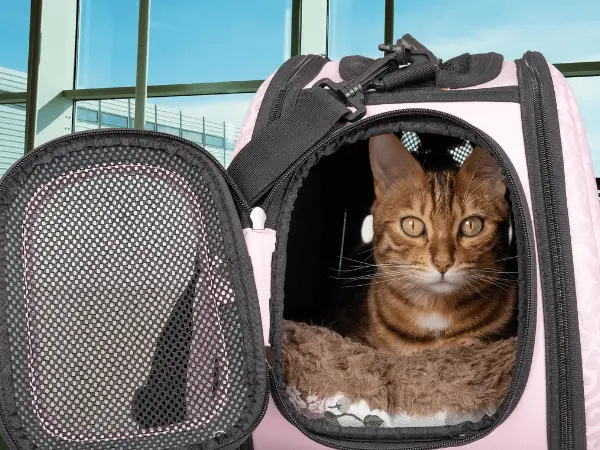 A cat inside a carrier with an airport in the background, representing how to fly with a cat by plane