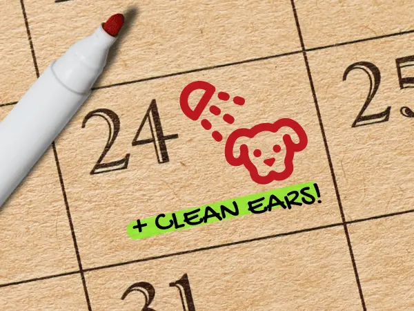 Close-up of a calendar showing a dog bathing and dog ear cleaning, representing how often to clean a dog’s ears