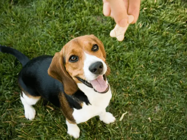 Photo of a pet parent giving treats to a dog, the final step in how to clean a dog’s ears for positive reinforcement