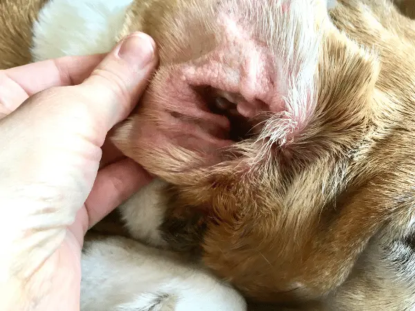 Photo of pulling back a dog's ear before putting ear cleaner, a step in the best way to clean a dog’s ears