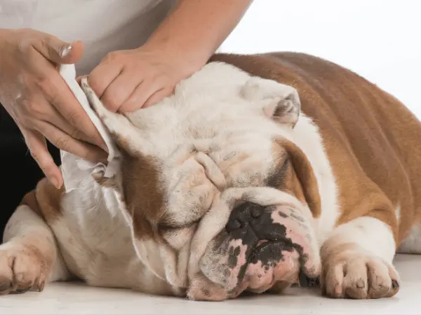 Photo of a pet parent wiping the dog’s external ear with a cotton pad, a step in how to clean a dog’s ears at home