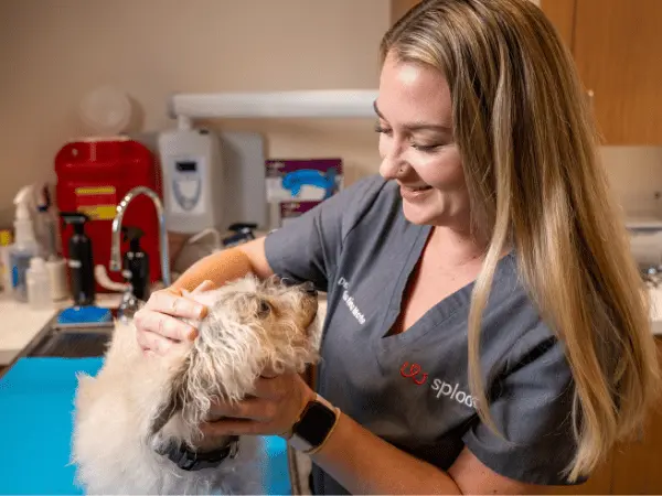 A photo of a Fear Free vet at work in Sploot Vets, located in Denver and Chicago