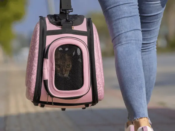 A cat inside a cat carrier, representing traveling with a cat over short distances like going to a vet 