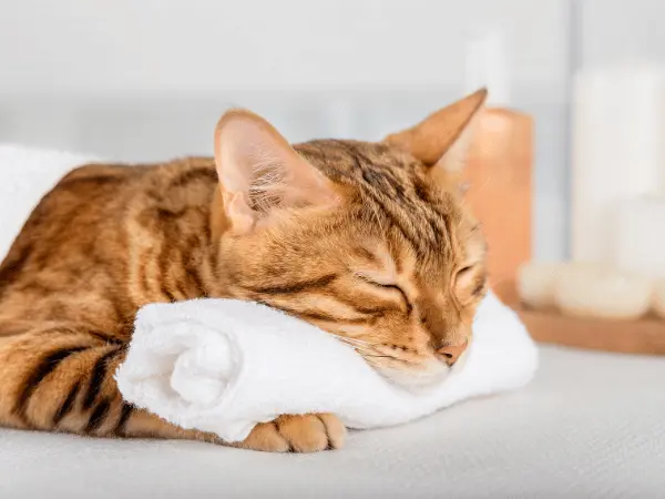 A healthy cat with clean ears because the pet parent knows how to clean a cat’s ears properly