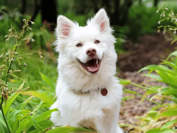 A healthy dog with clean ears because the pet parent knows how to clean a dog’s ears at home