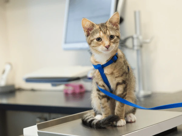 A cat being examined for weight loss, which is one of the symptoms of roundworms in cats