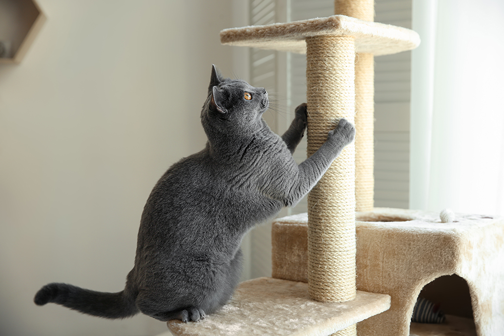 blue cat playing in the cat tree