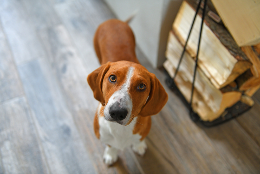 dog looking up