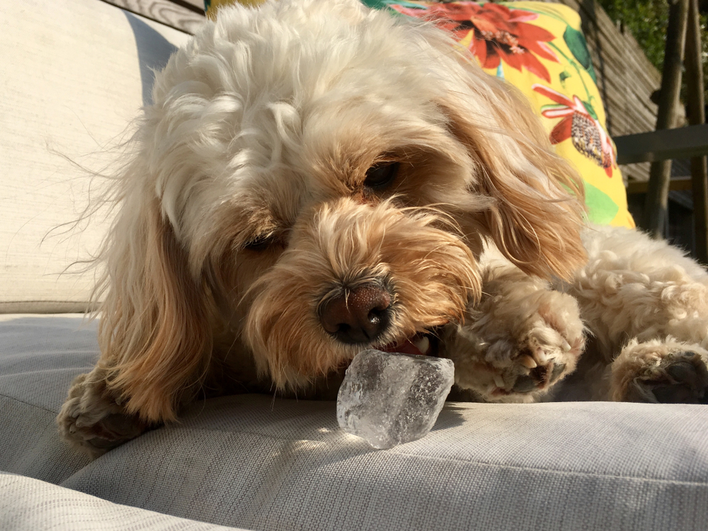 Cavapoo eating Ice Cube