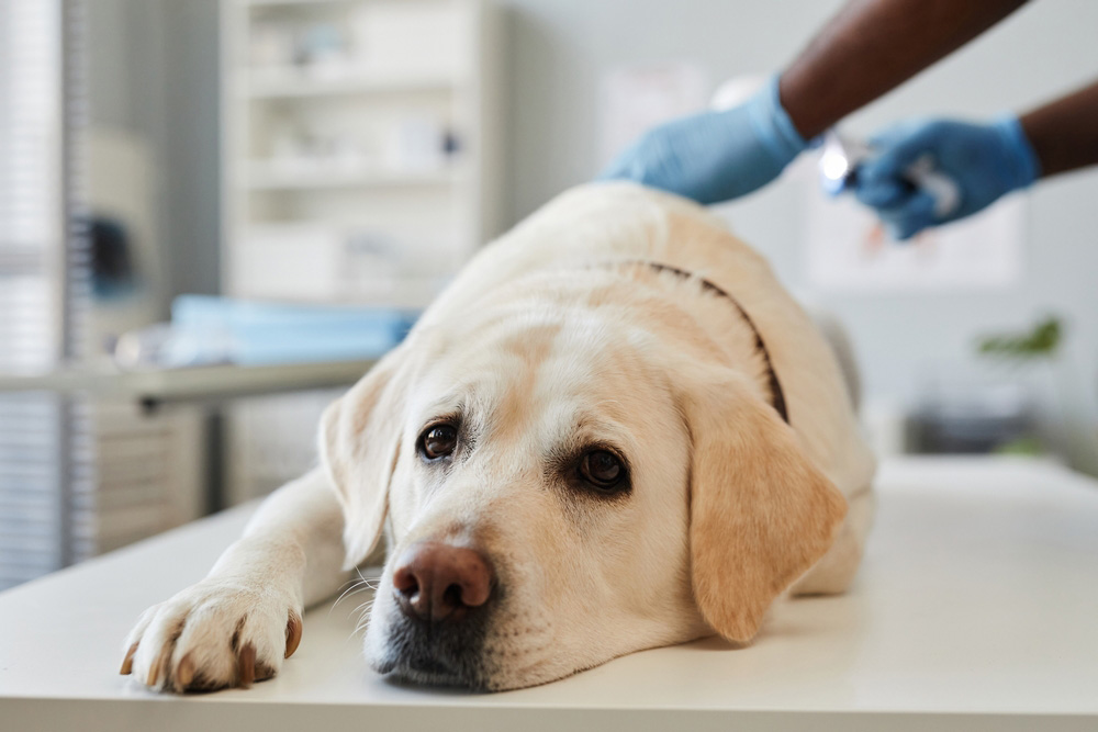 male vet examining labrador retreiver dog in vet clinic