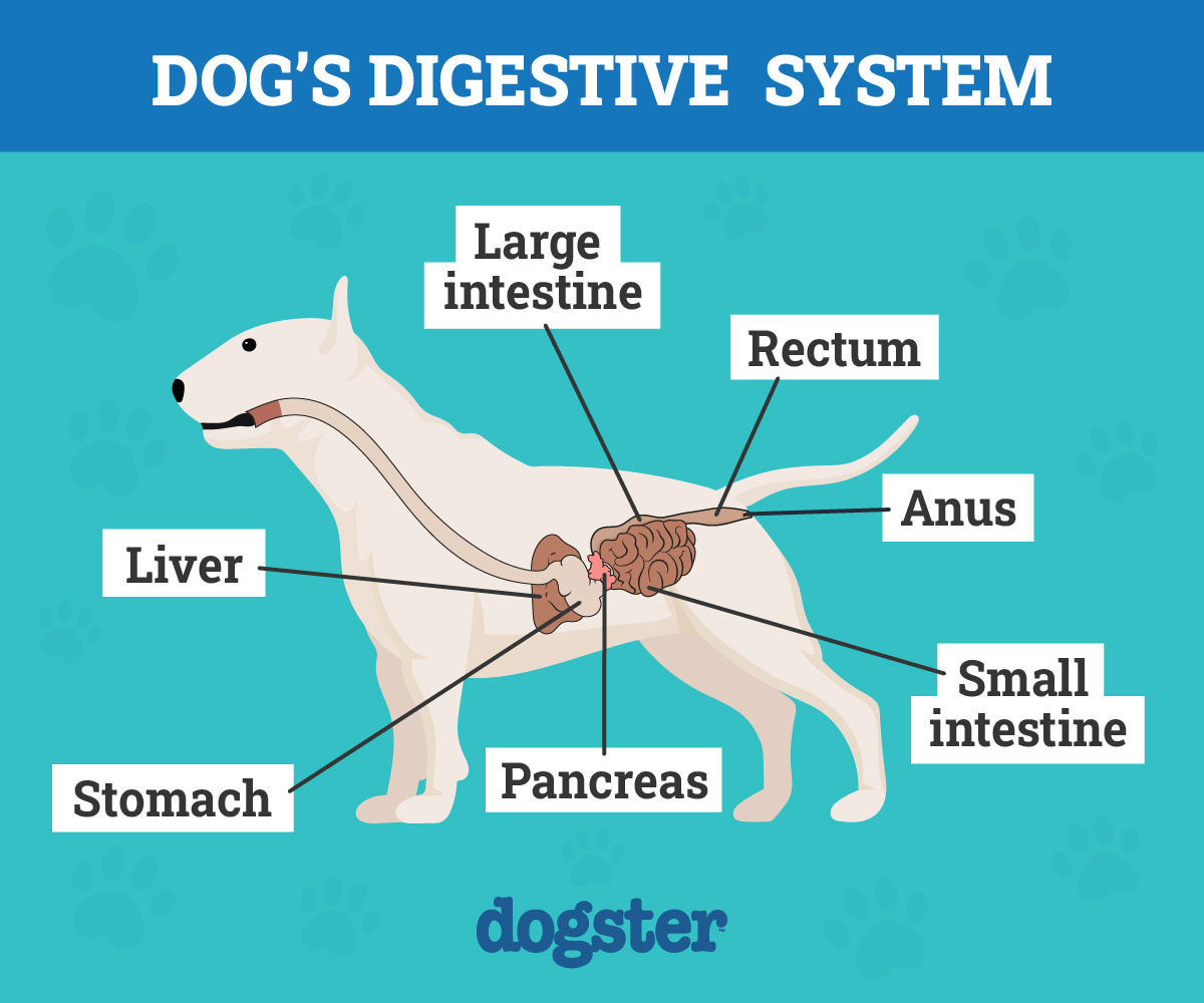 dog digestive system