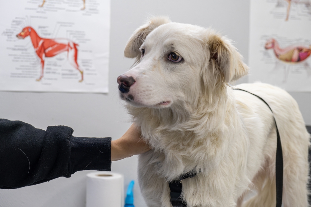 white dog at vet clinic