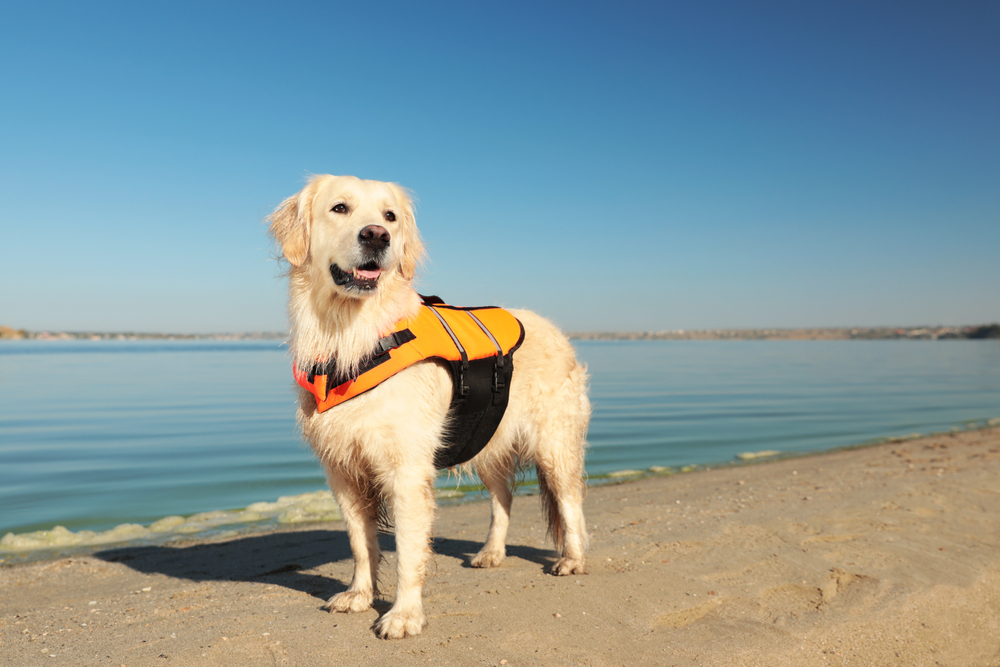 Dog rescuer in life vest on beach near river