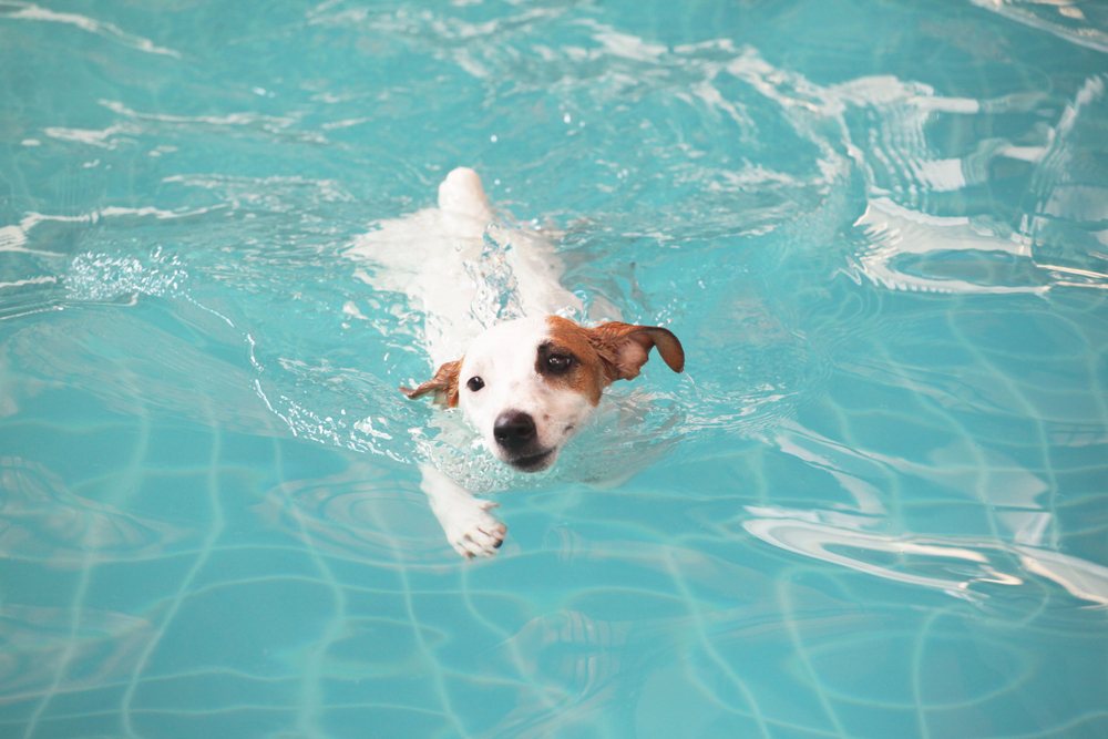 Jack Russell swimming in pool