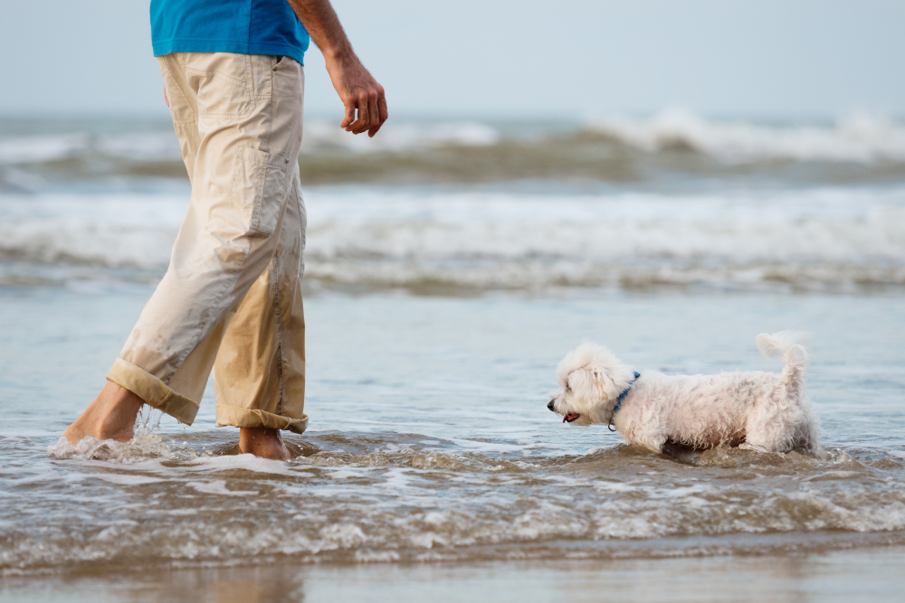 Maltese dog walking in the ocean water with owner