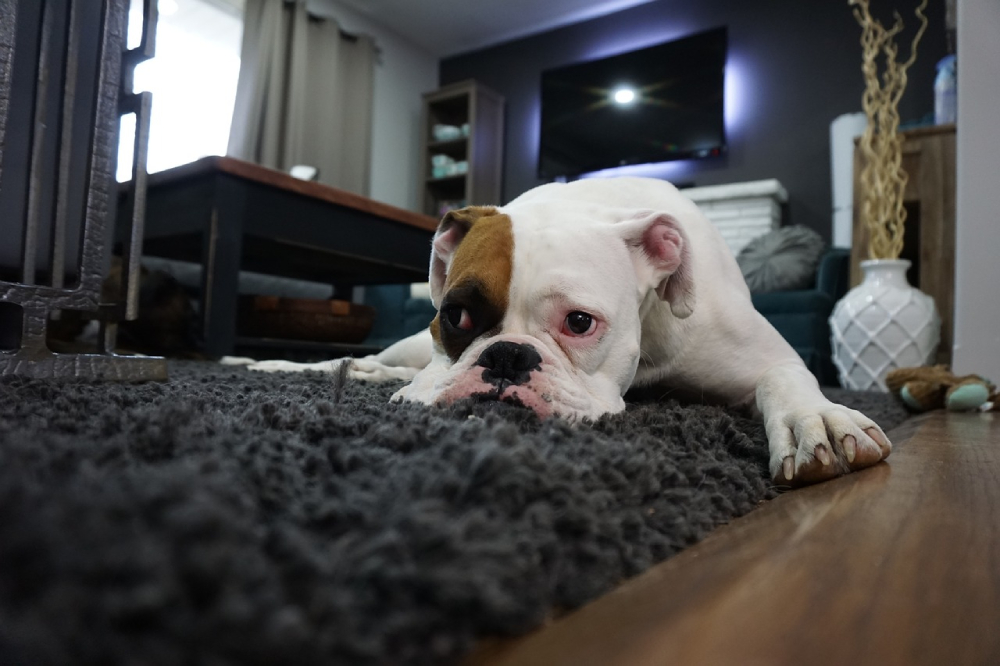 Boxer dog laying on the carpet looking sad