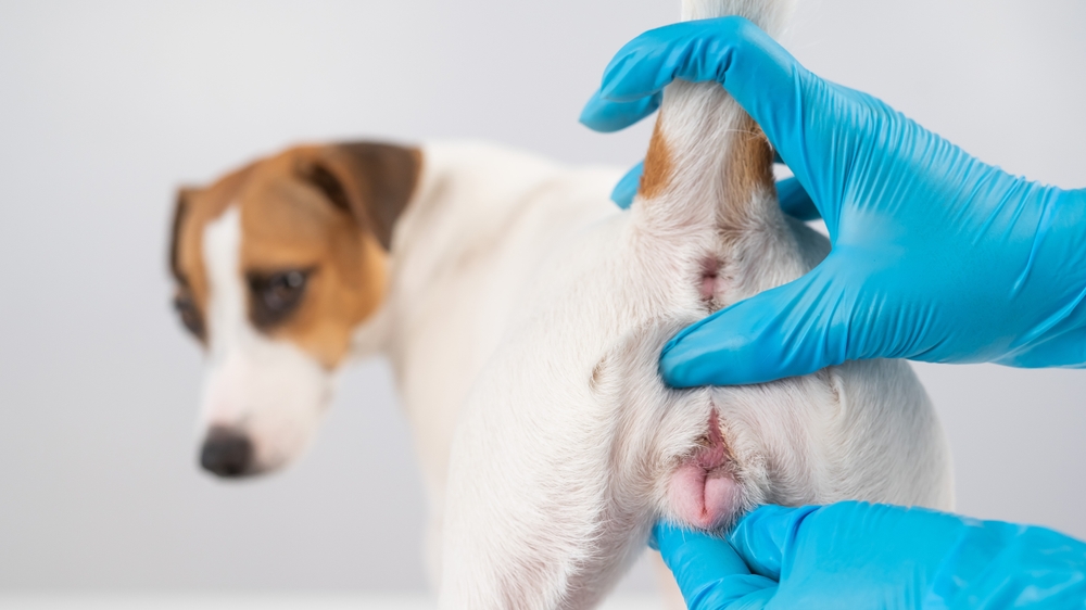 Veterinarian doing an examination of the genitals of a female dog Jack Russell Terrier