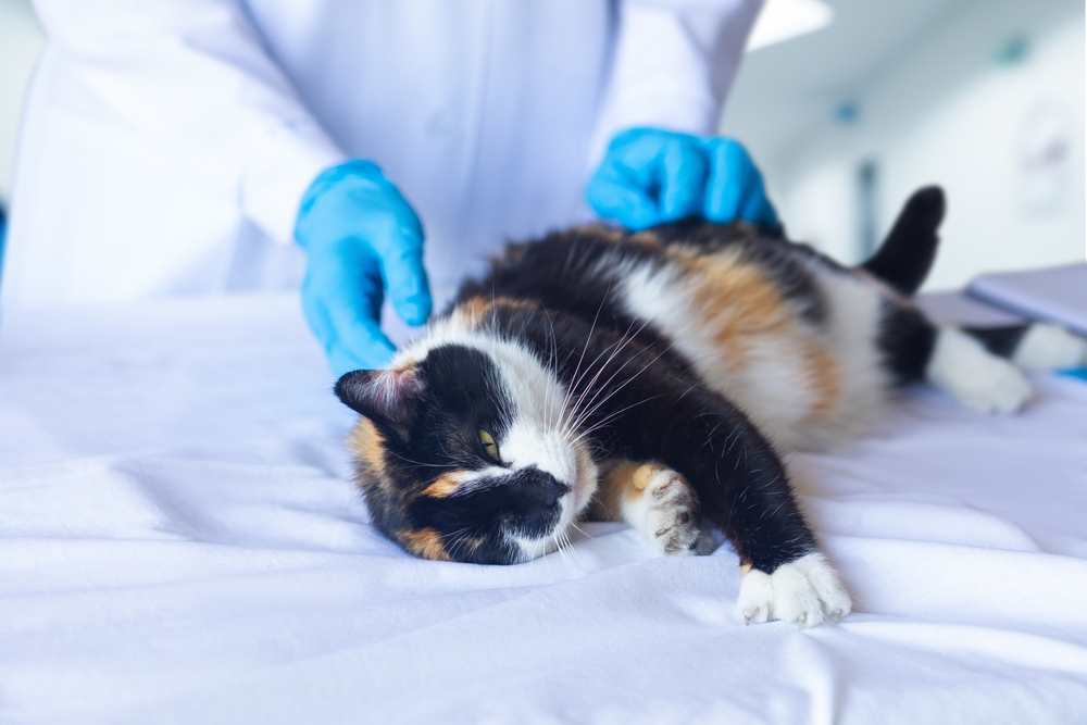 vet checking up cat in vet clinic