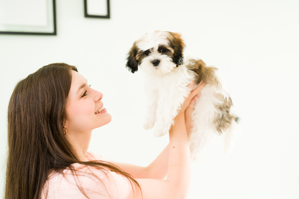 Beautiful young woman feeling excited while carrying in the air and playing with her adorable shih tzu puppy