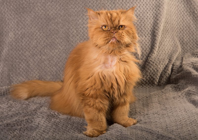 senior red persian cat