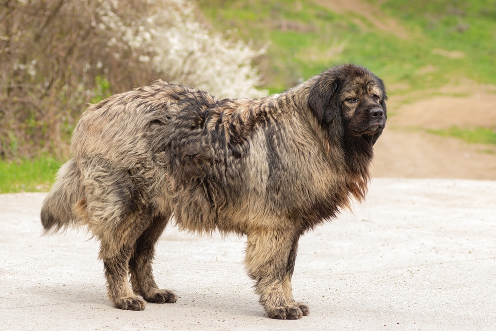 huge caucasian shepherd dog