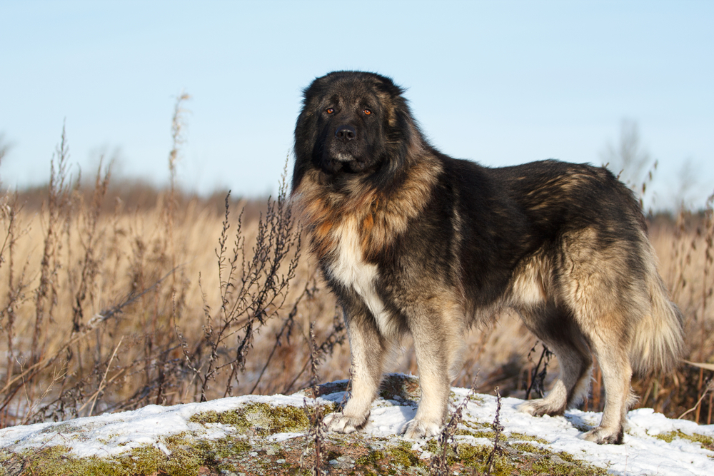 Caucasian Shepherd dog in autumn field