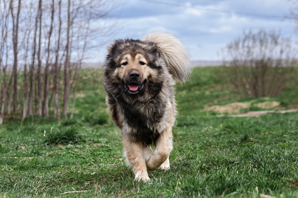 big fluffy caucasian shepherd dog