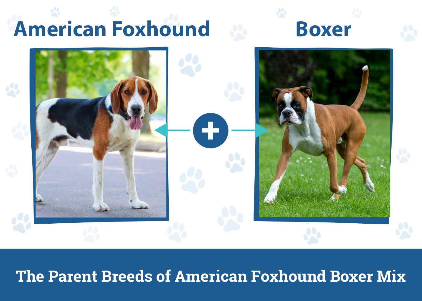 American Foxhound Boxer Mix