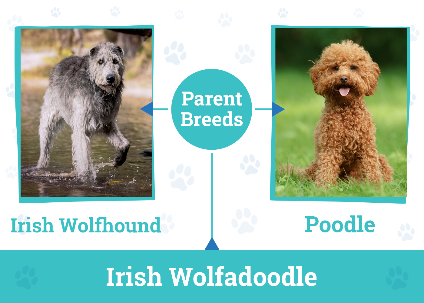 Parent Breed of Irish Wolfadoodle