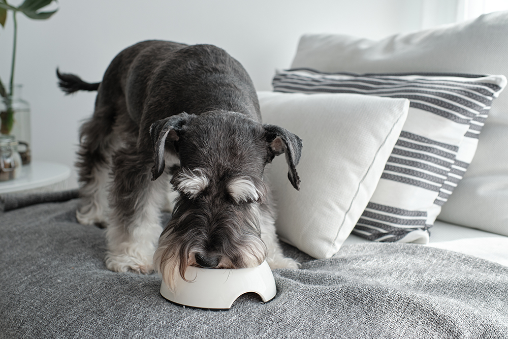 miniature schnauzer dog eating on the sofa