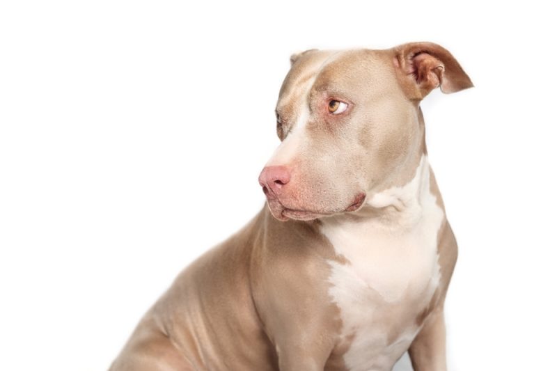 Anxious looking American Pitbull isolated