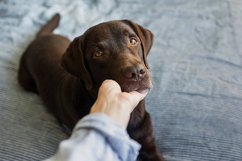 person petting a chocolate labrador dog