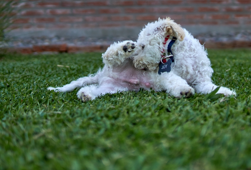 white poodle licking her private parts and her umbilical hernia is visible