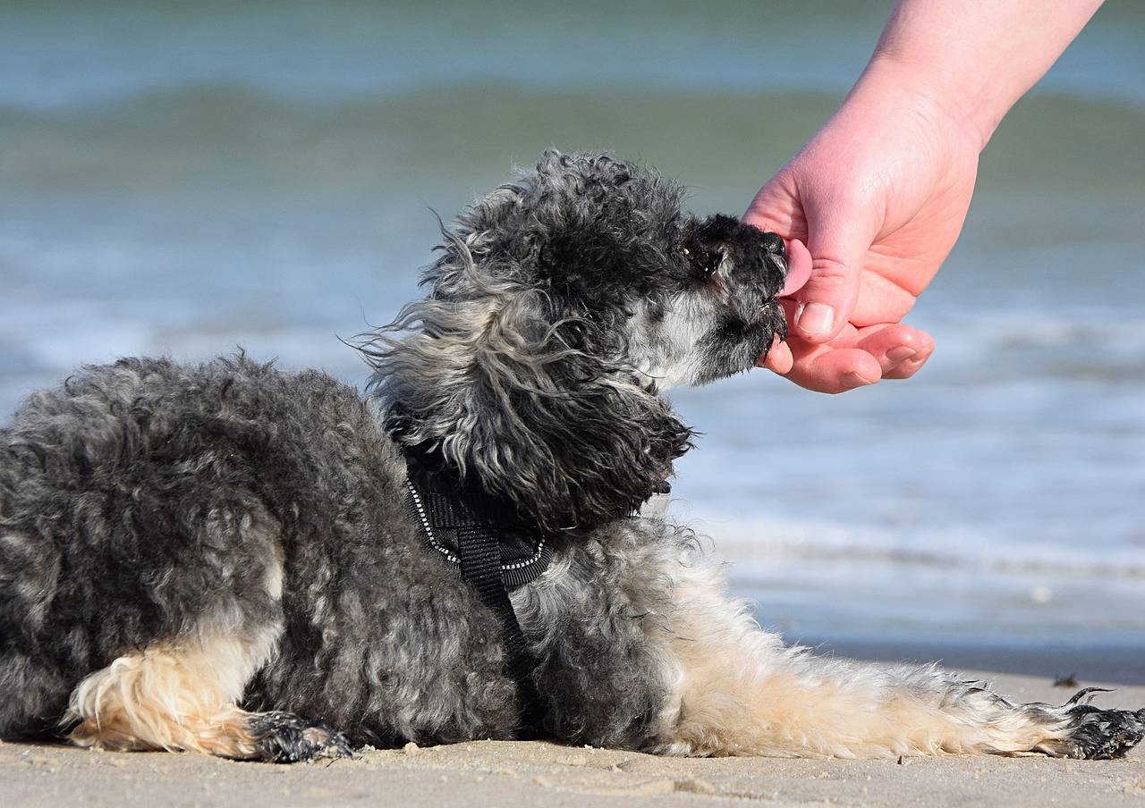 poodle licking its owners hand