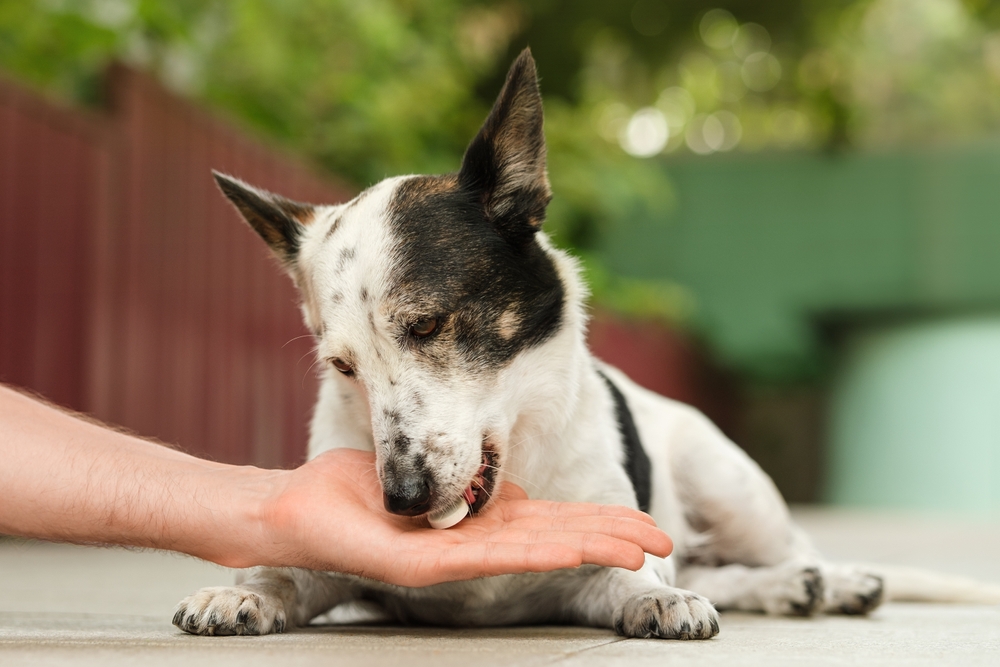 giving medicine tablet to a dog